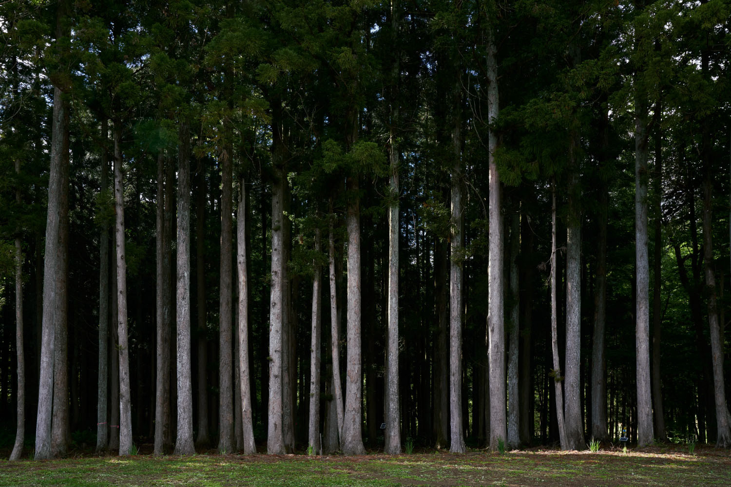 Radioaktiver Wald in Fukushima