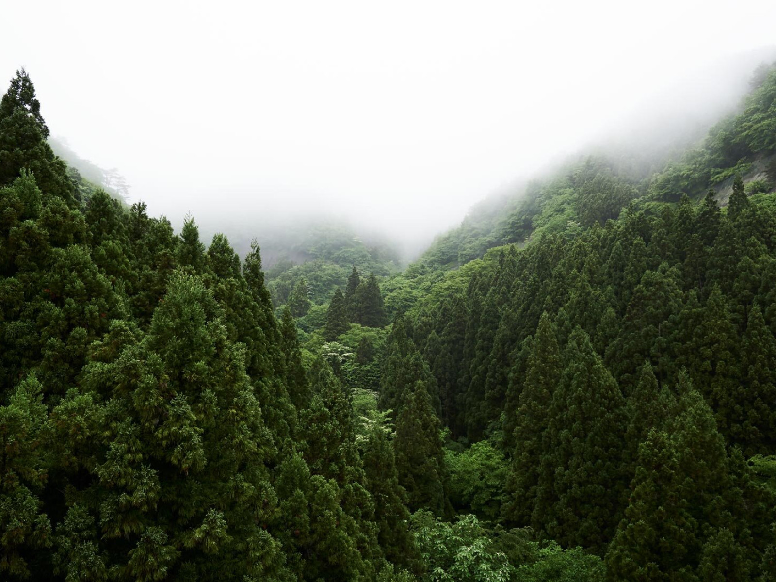 Aufnahme einer Monokultur in Fukushima Japan